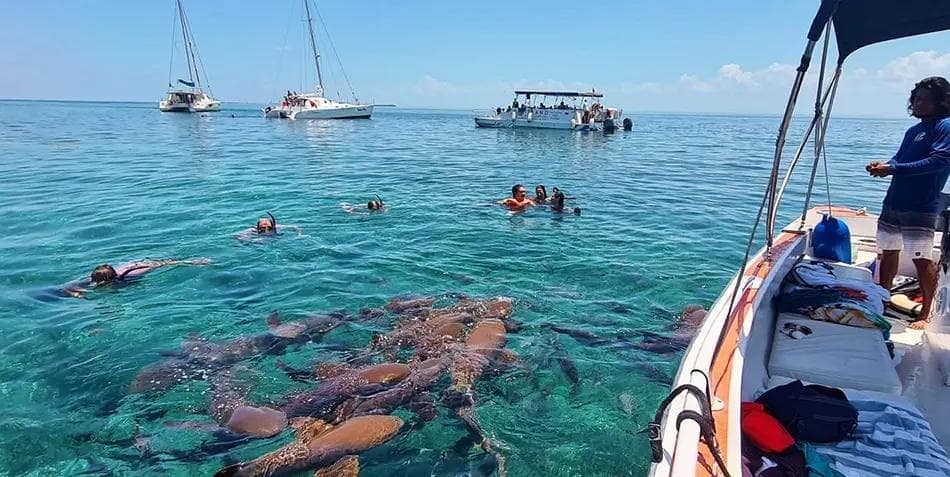 Hol Chan Marine Reserve & Shark Ray Alley